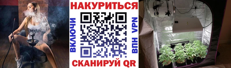 Конопля гибрид  Россошь 